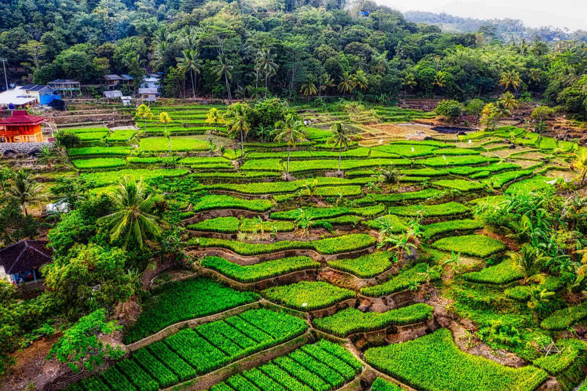 Ceking Rice Terrace